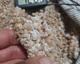 麦麹作り作り方5写真