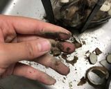簡単○さといもとひき肉の煮たやつ作り方11写真