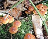 天然なめこ、オクラ、長芋のねばねば小鉢♪作り方1写真