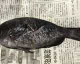 ソイの塩焼き作り方4写真