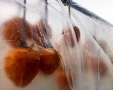 柔らか干し柿の作り方作り方5写真