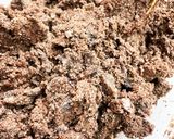 快調 栄養満点 ぬかクッキー サブレ?作り方4写真
