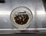 かぼちゃのサラダby草津市作り方3写真