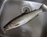 アメマスのカマ塩焼き作り方1写真