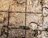 W食物繊維　寒天ぬかチョコクッキー作り方7写真