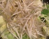 焼きそば あっさりしっかり作り方3写真