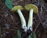 アカヤマドリ等きのこ4種と野菜の油炒め2作り方3写真