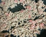 ●ピーマンの肉味噌炒め作り方2写真