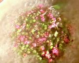 【超絶簡単】つるむらさきの花と実のお浸し作り方3写真