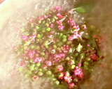 【超絶簡単】つるむらさきの花と実のお浸し作り方3写真