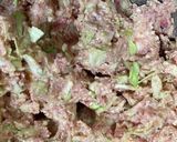 キャベツ入り豆腐ハンバーグ作り方2写真