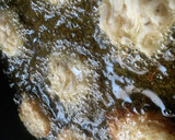 サルベージ◎切り干し大根のかき揚げ作り方4写真