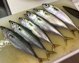 釣りたて！ふっくら！さばフライ作り方1写真
