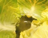 ロールキャベツ鶏トマト風味作り方3写真