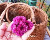 菊花の酢の物☆もってのほか作り方1写真