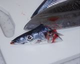 日本の秋　秋刀魚のアヒージョ作り方1写真