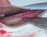 日本の秋　秋刀魚のアヒージョ作り方4写真