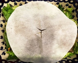ヘルシオで煮込む　カレイの煮付け作り方3写真