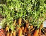 ベランダ菜園のミニニンジン塩煮作り方1写真