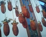 干し柿の作り方・・・作り方7写真