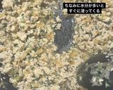 きのこを食べない子にエリンギ入り鶏そぼろ作り方7写真
