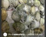 簡単♡バッチリ！アサリの砂抜き作り方11写真