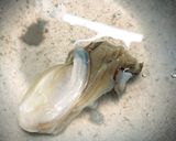 牡蠣フライと自家製タルタルソース作り方2写真