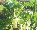 大根葉のおやき作り方10写真