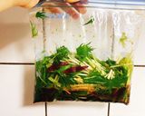 水菜のシャキシャキ漬物作り方2写真