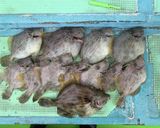 カワハギの煮付け作り方5写真