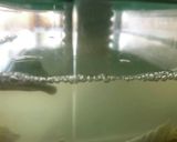 簡単本格白菜漬け作り方7写真