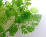 スモークサーモンのムース作り方32写真