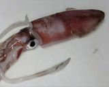 いか飯作り方1写真
