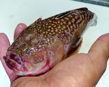 オコボの姿揚げきのこあんかけ作り方1写真