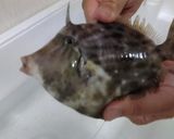 カワハギの活け造り作り方1写真