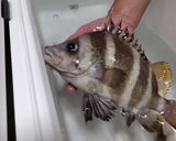 タモリの活け造り作り方1写真