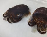 ミミイカとヒメコウイカの手まり寿司作り方1写真
