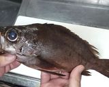失敗しにくい干物の作り方・メバル背開き編作り方1写真