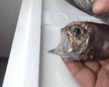 マルヒウチダイの干物作り方1写真