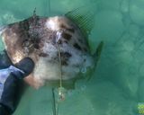 レンジでカワハギの酒蒸し作り方1写真