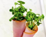 ブロッコリーの新芽ハム巻き作り方6写真