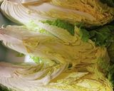 白菜大量消費　白菜のお漬もの作り方1写真