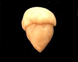 どんぐりクッキー☆全種類のどんぐりOK作り方11写真
