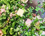 大根葉とベーコンのペペロンチーノ作り方4写真