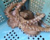 ふわっと花咲くタコの卵（スナダコver）作り方1写真