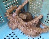 タコの下処理(スナダコ編)作り方1写真