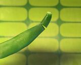 いんげんの茹で方作り方5写真