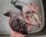 クロソイかまの醤油麹焼き作り方3写真