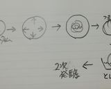 焼きリンゴでジャムパン作り方4写真