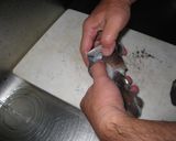 イカの塩辛　～甲イカ編～作り方3写真